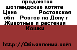 продаются шотландские котята  › Цена ­ 2 500 - Ростовская обл., Ростов-на-Дону г. Животные и растения » Кошки   